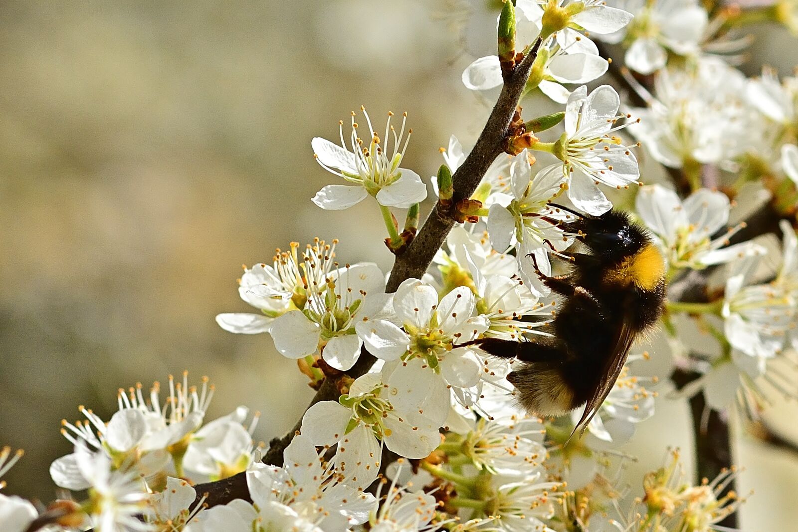 Nikon D5200 sample photo. Nature, flowers, hummel photography