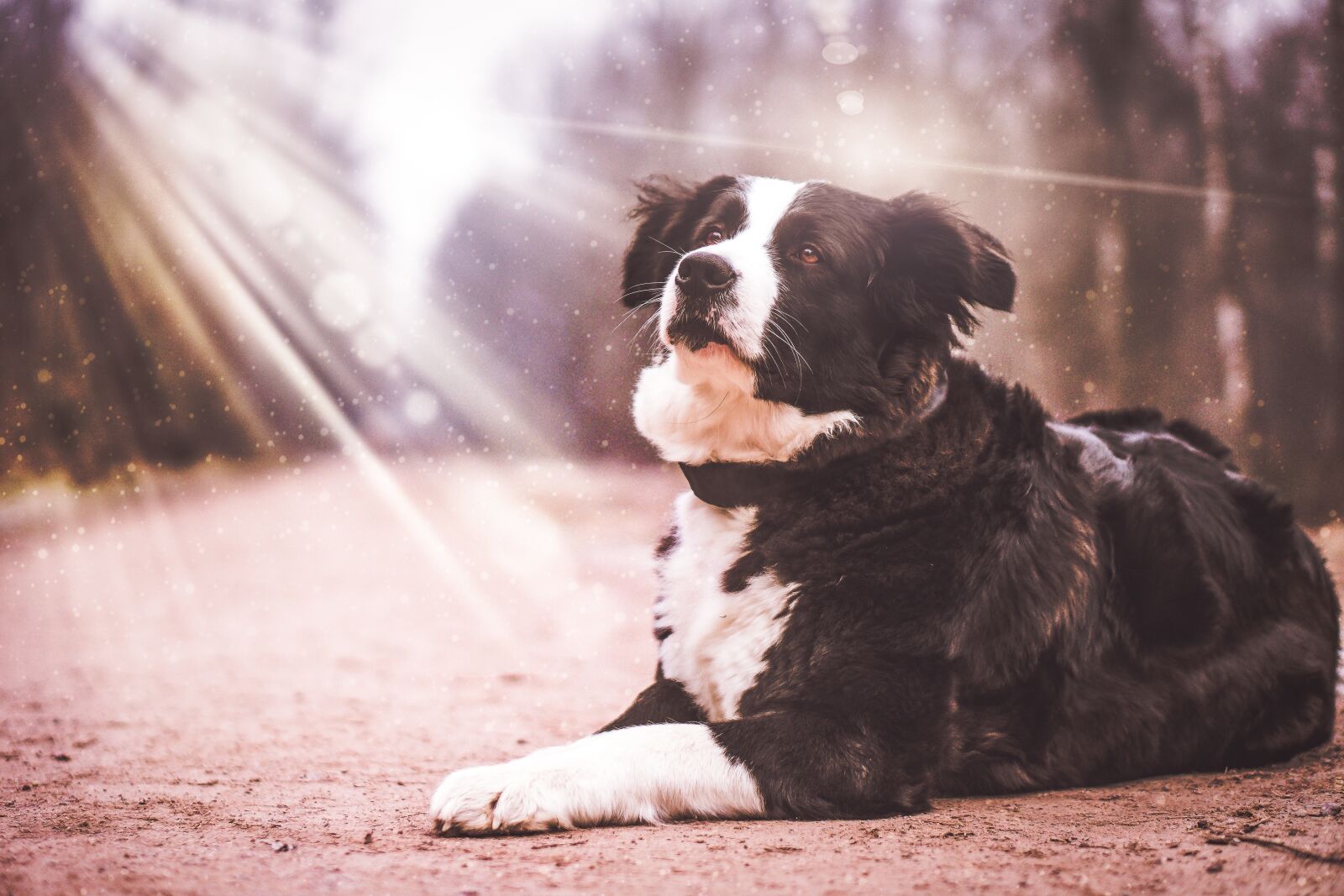 Sony a6300 + E 50mm F1.8 OSS sample photo. Dog, light, animal photography