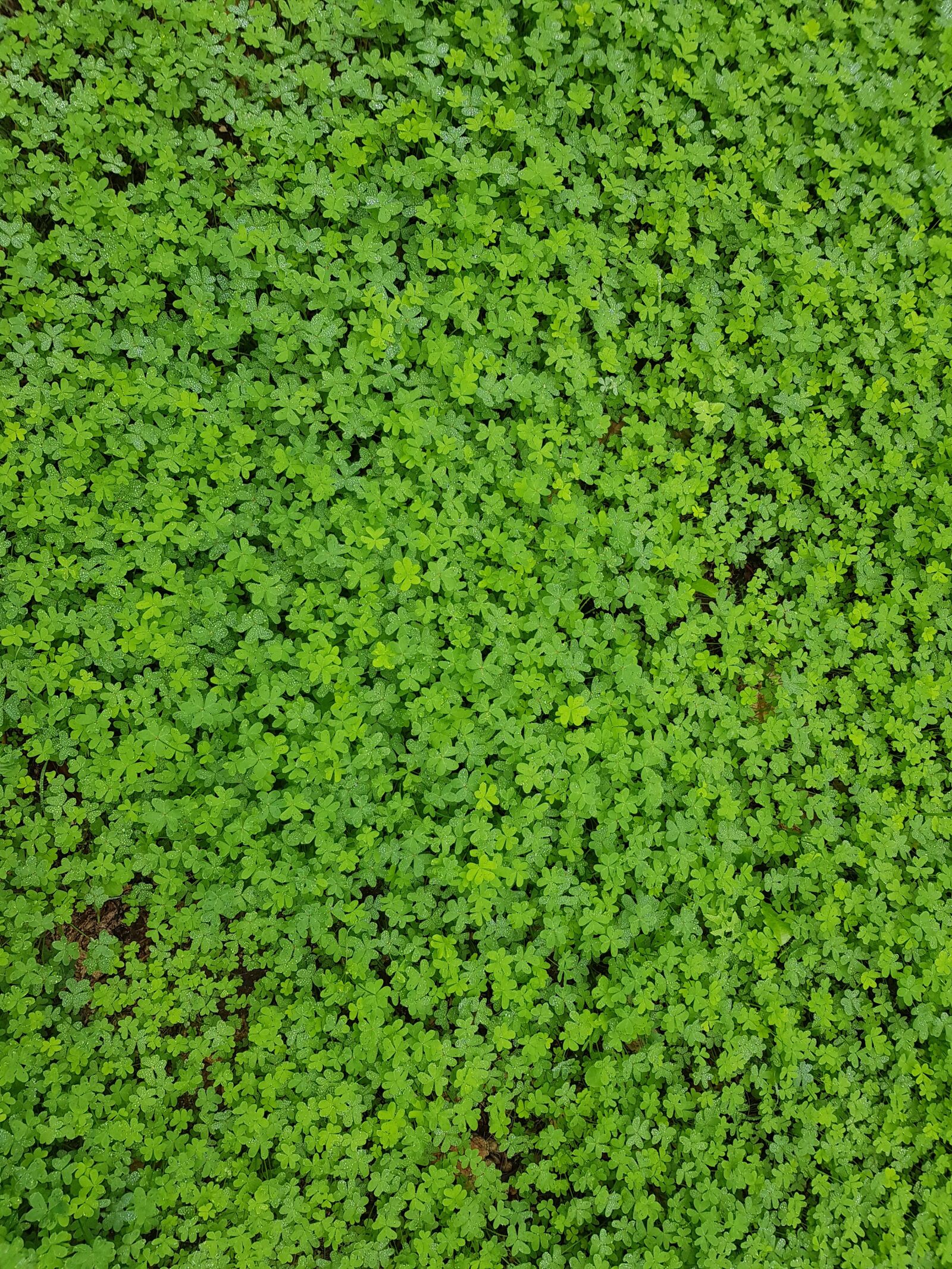 Samsung Galaxy S8 sample photo. Four-leaf clover, shamrocks, green photography