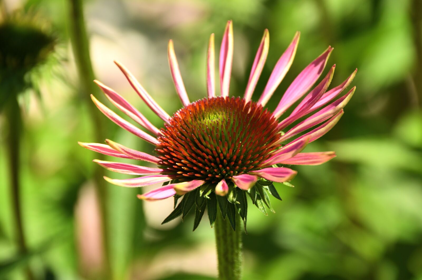 Nikon D90 sample photo. Wildflower, flower, blossom photography