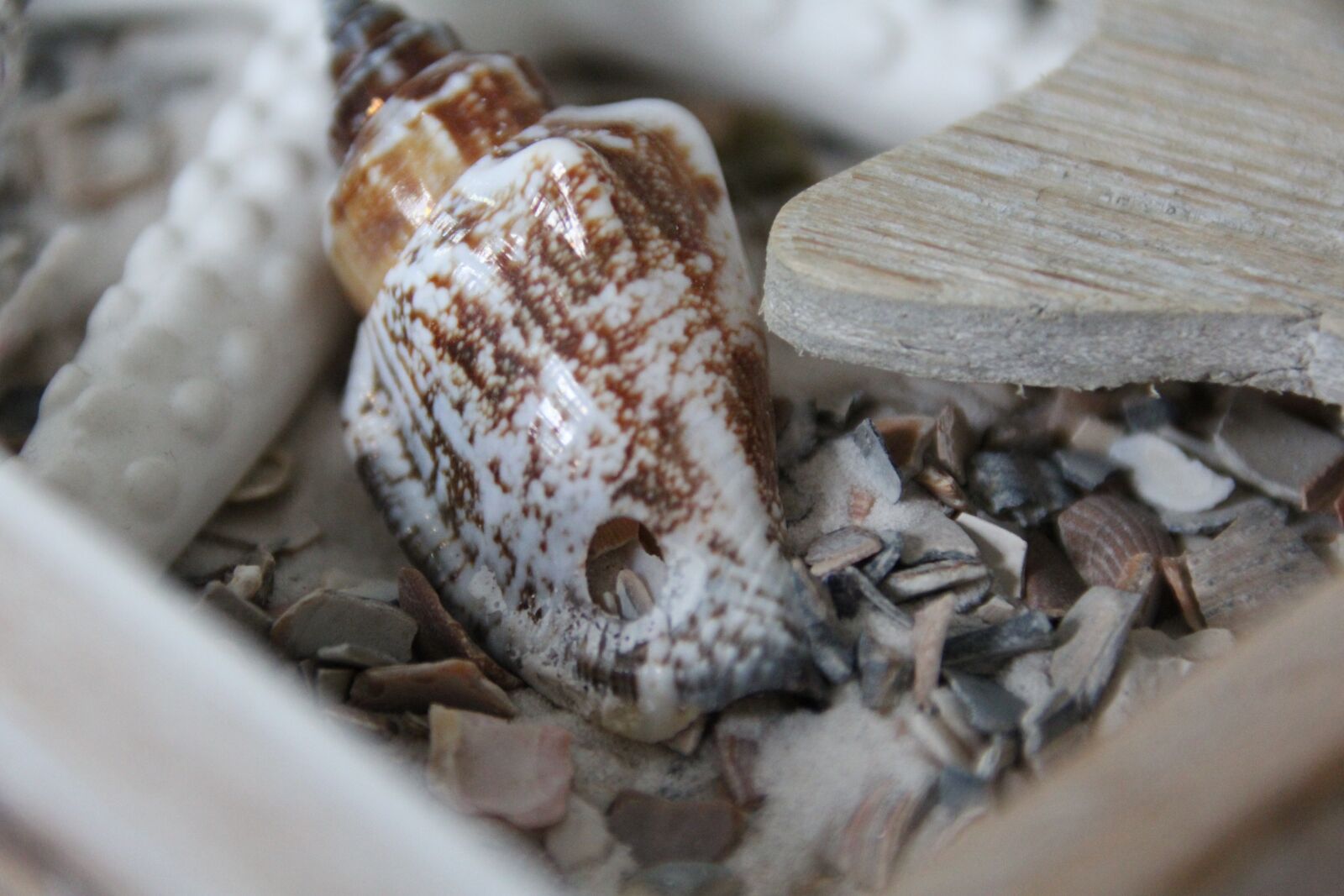 Canon EOS 1200D (EOS Rebel T5 / EOS Kiss X70 / EOS Hi) sample photo. Shell, deco, beach photography