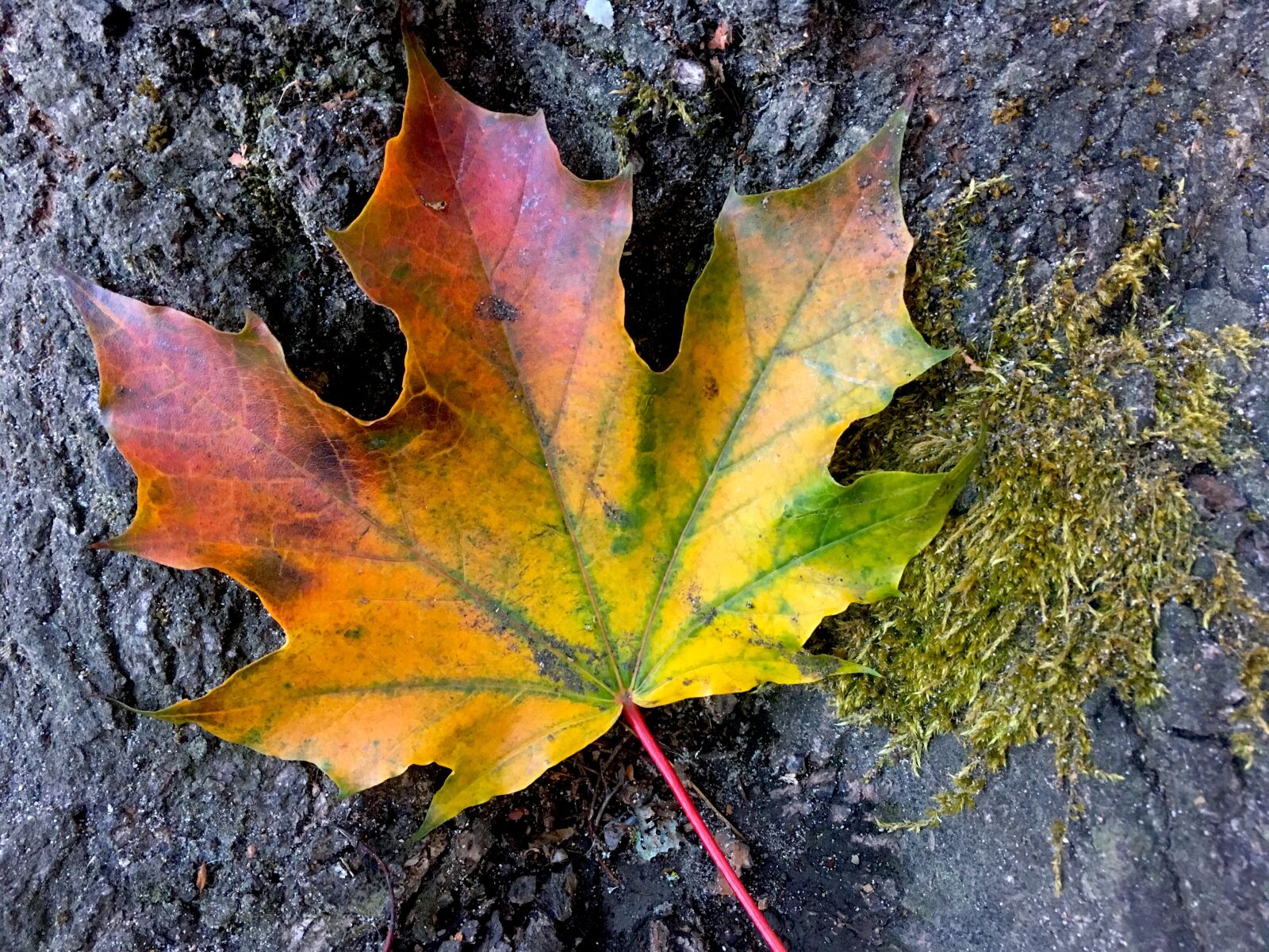 Apple iPhone SE sample photo. Fall, leaf, fall leaves photography