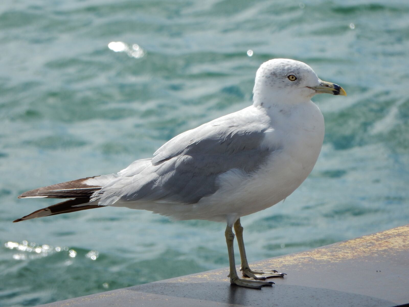 Nikon Coolpix S9900 sample photo. Seagull, water, lake photography