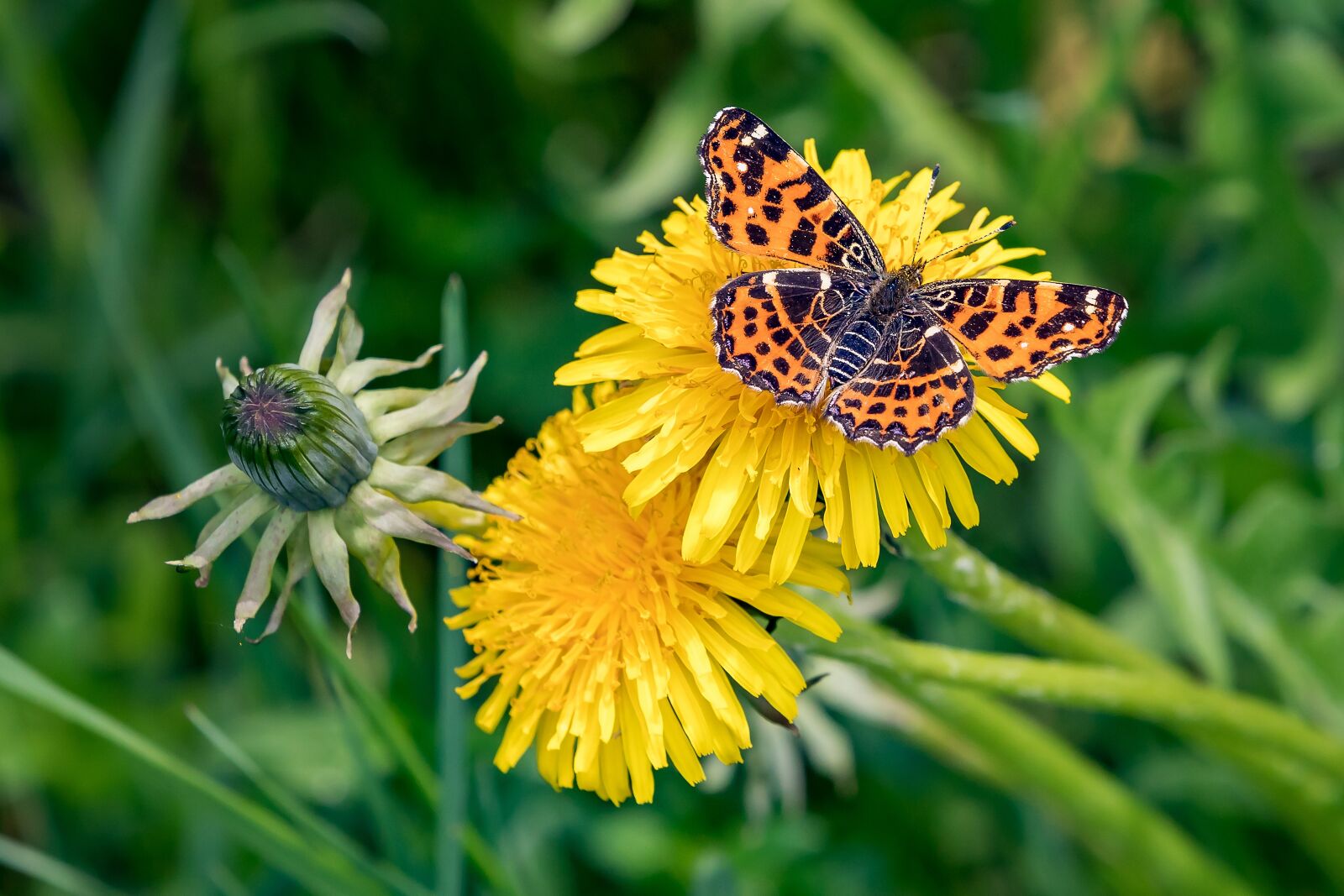 Canon EOS 5D Mark IV sample photo. Butterfly, dandelion, spring photography