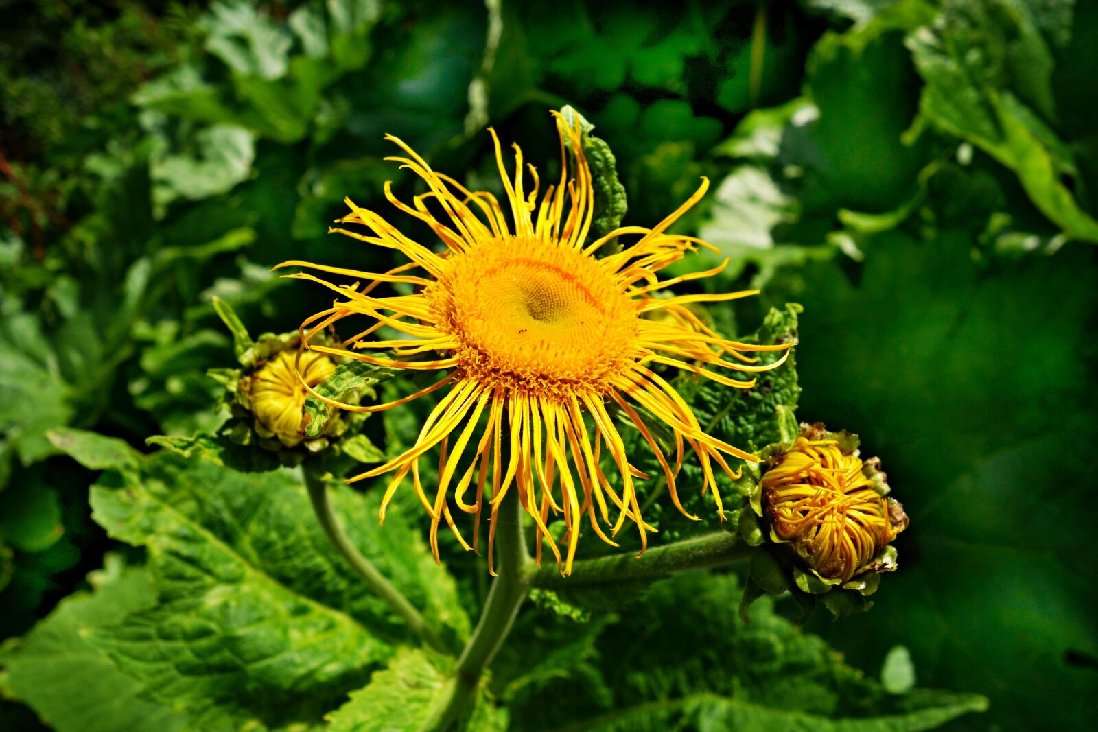 Sony Cyber-shot DSC-RX100 sample photo. Flower, yellow, yellow flower photography