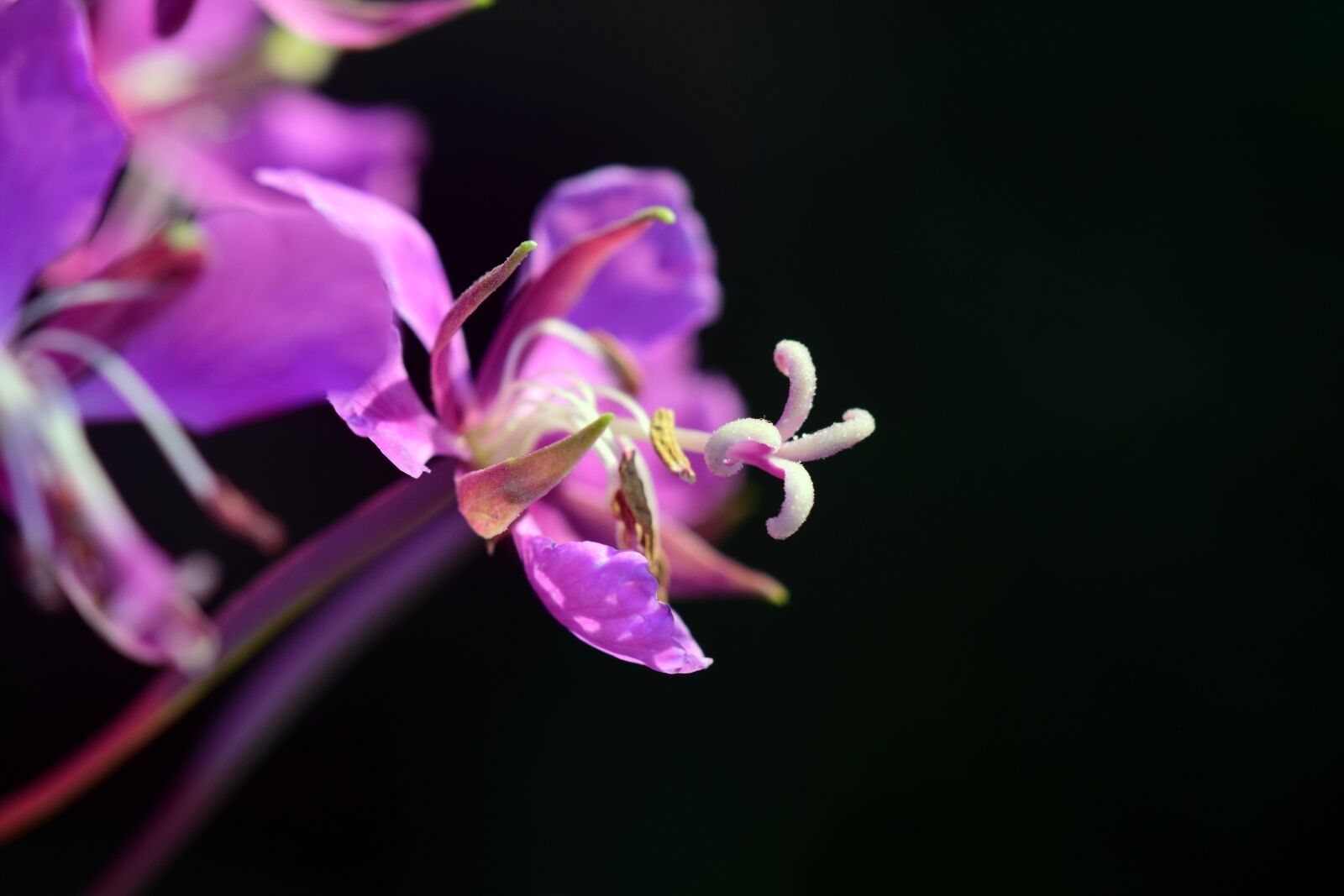Nikon D3300 sample photo. Epilobium, blossom, bloom photography
