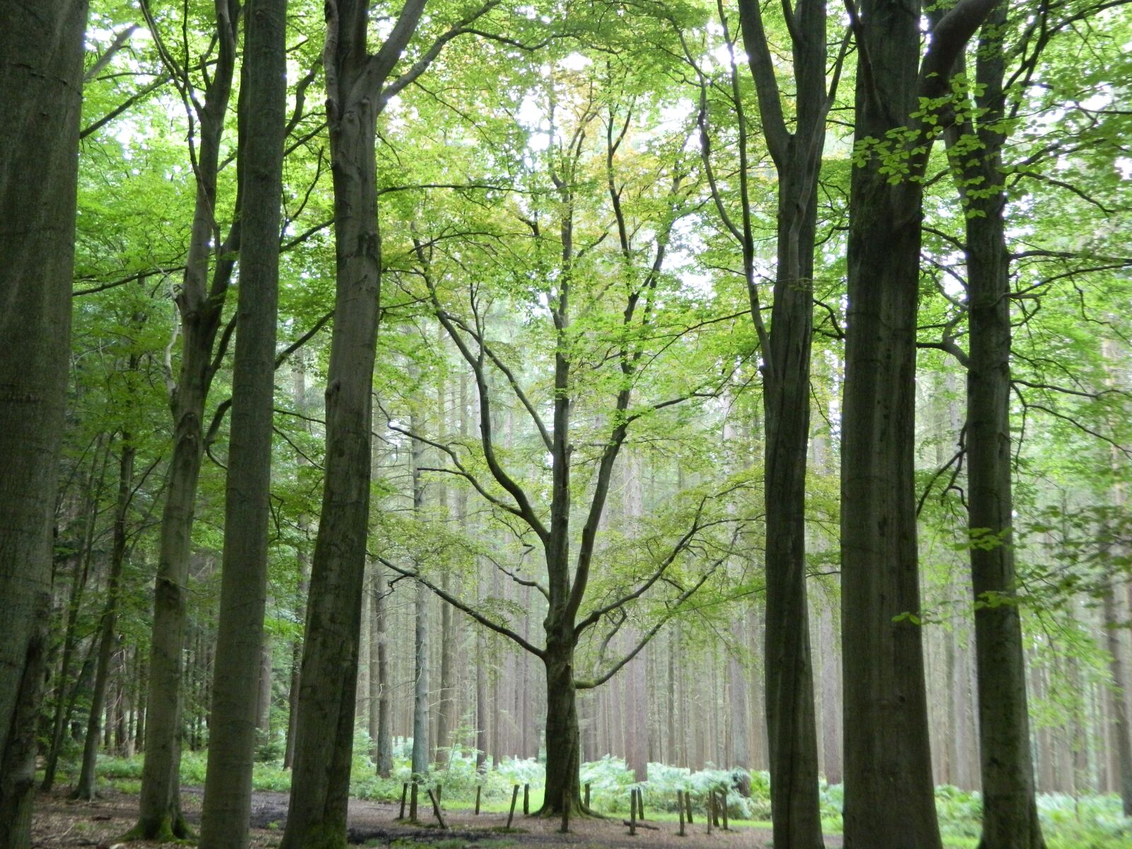 Nikon Coolpix L120 sample photo. Forest, nature, trees photography