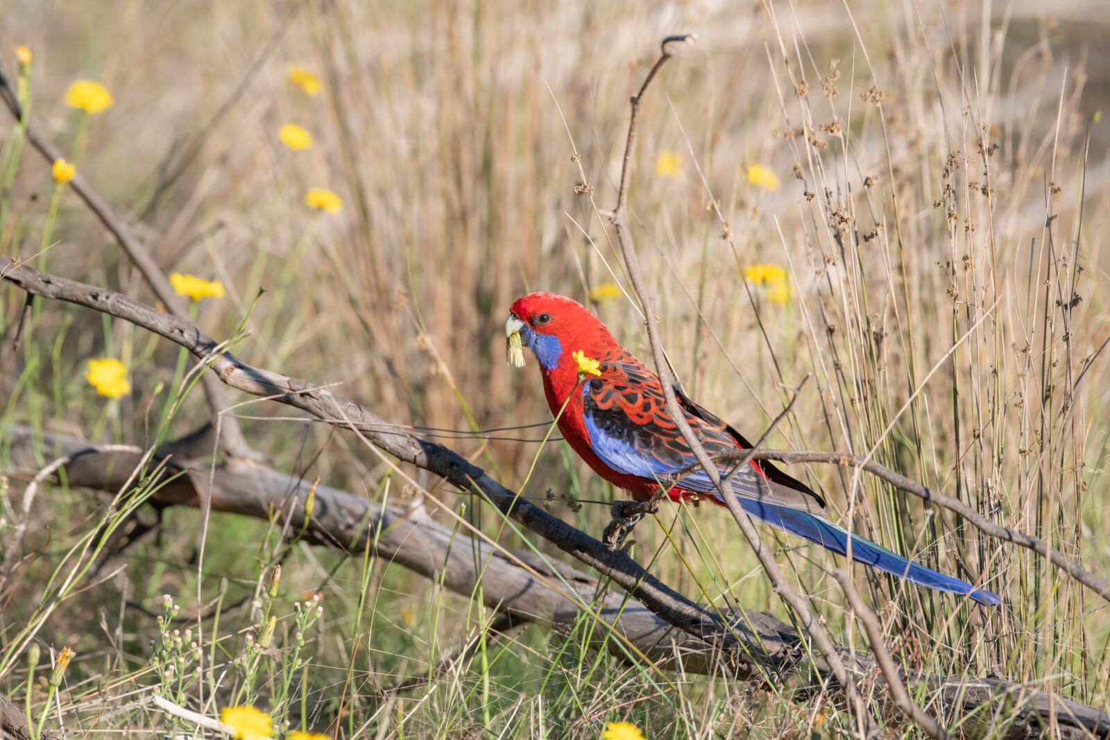 Nikon D850 sample photo. Crimson rosella, platycercus, elegans photography