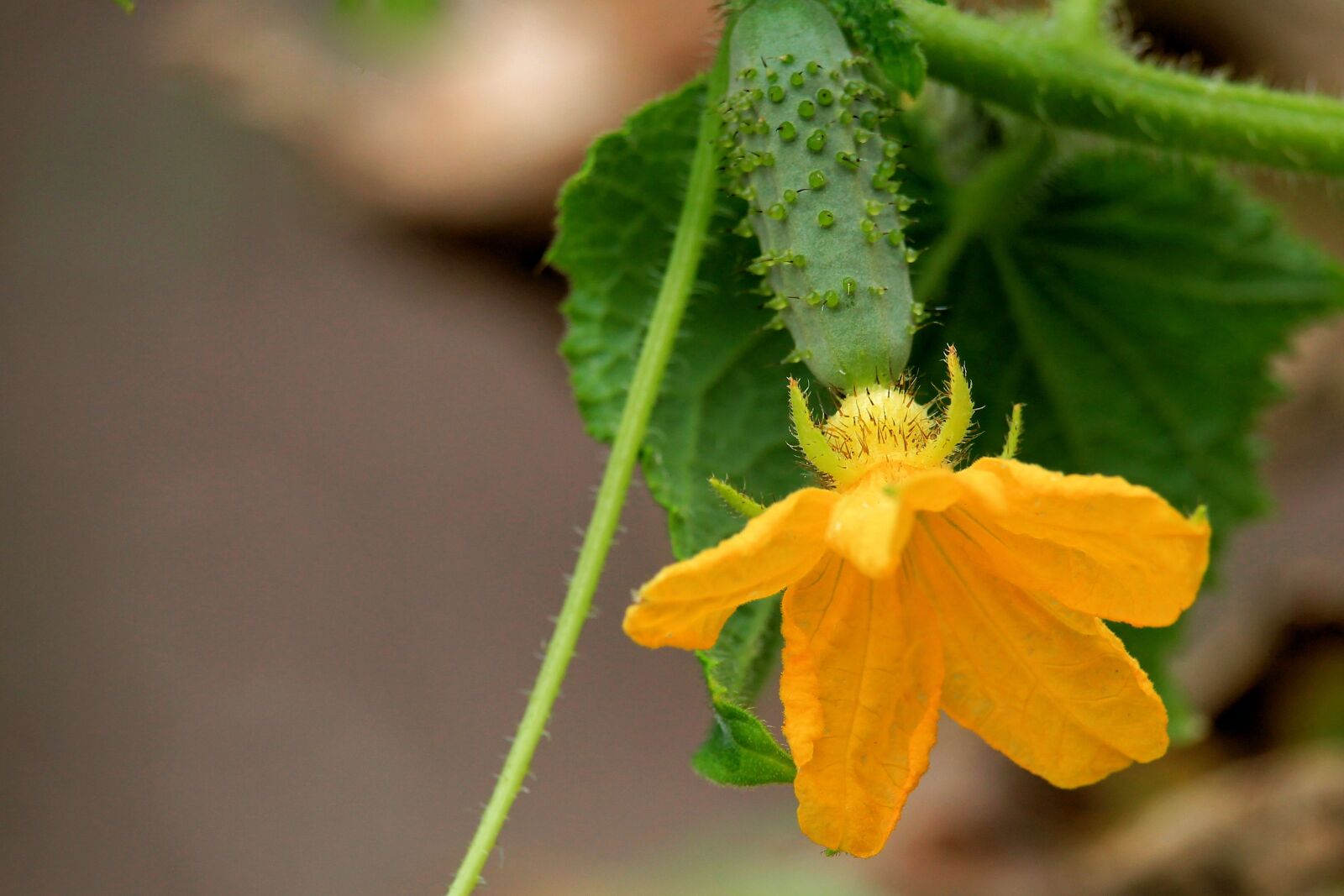 Canon EF-S 55-250mm F4-5.6 IS STM sample photo. Cucumber, cucumber blossom, blossom photography