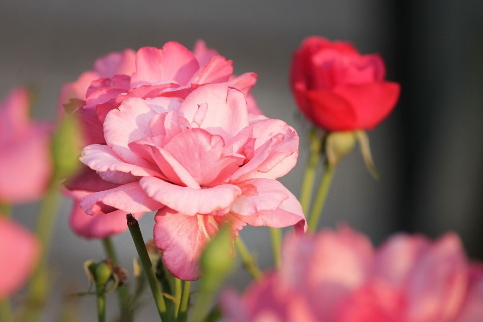 Canon EOS 1100D (EOS Rebel T3 / EOS Kiss X50) sample photo. Rose, pink, red photography