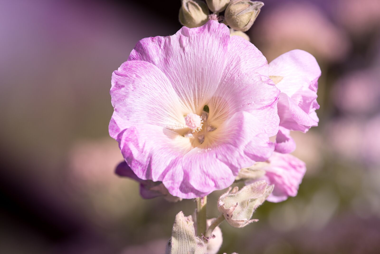 Nikon D750 sample photo. Stock rose, pink, pink photography