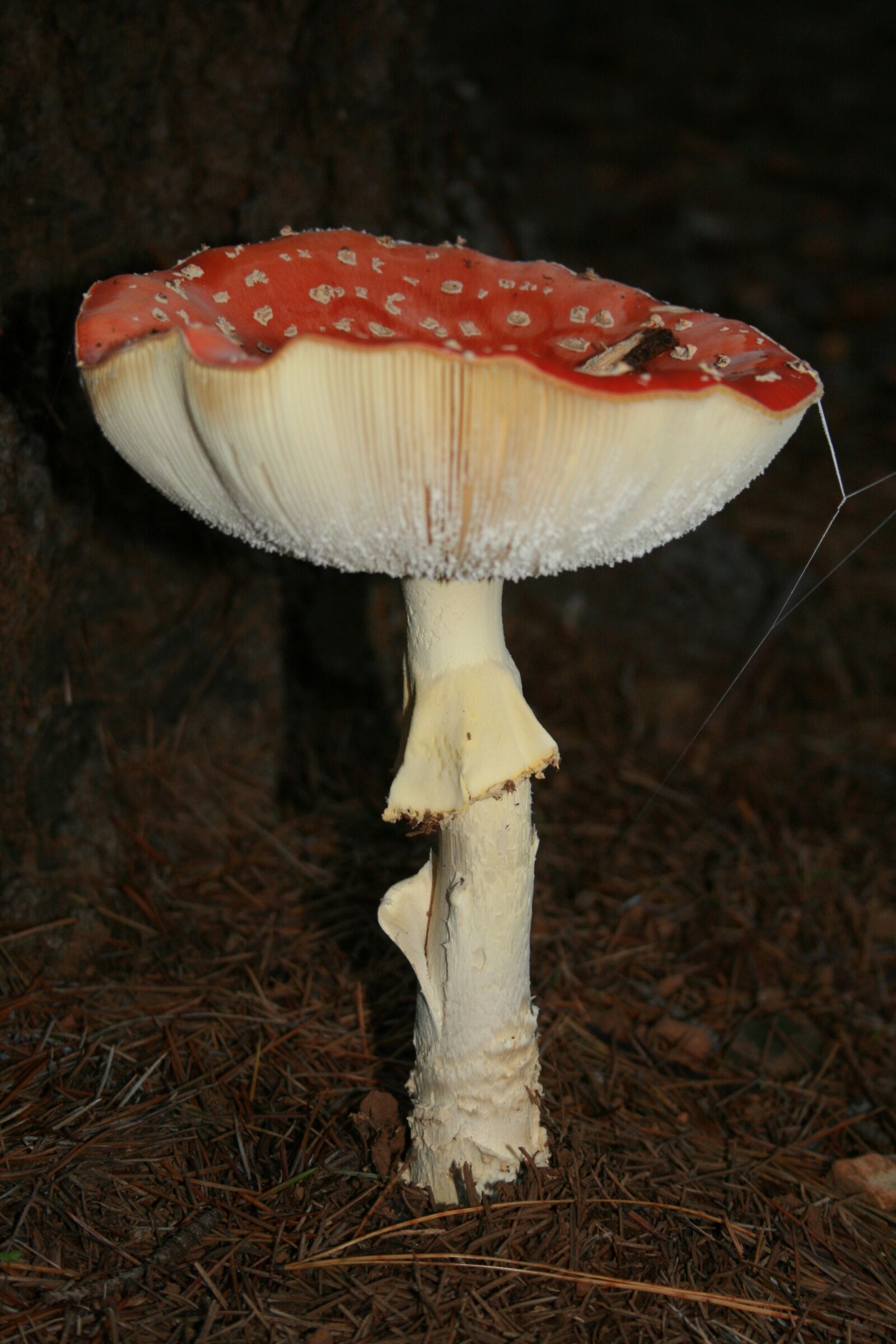 Canon EOS 400D (EOS Digital Rebel XTi / EOS Kiss Digital X) sample photo. Mushroom, fly amanita, fly photography