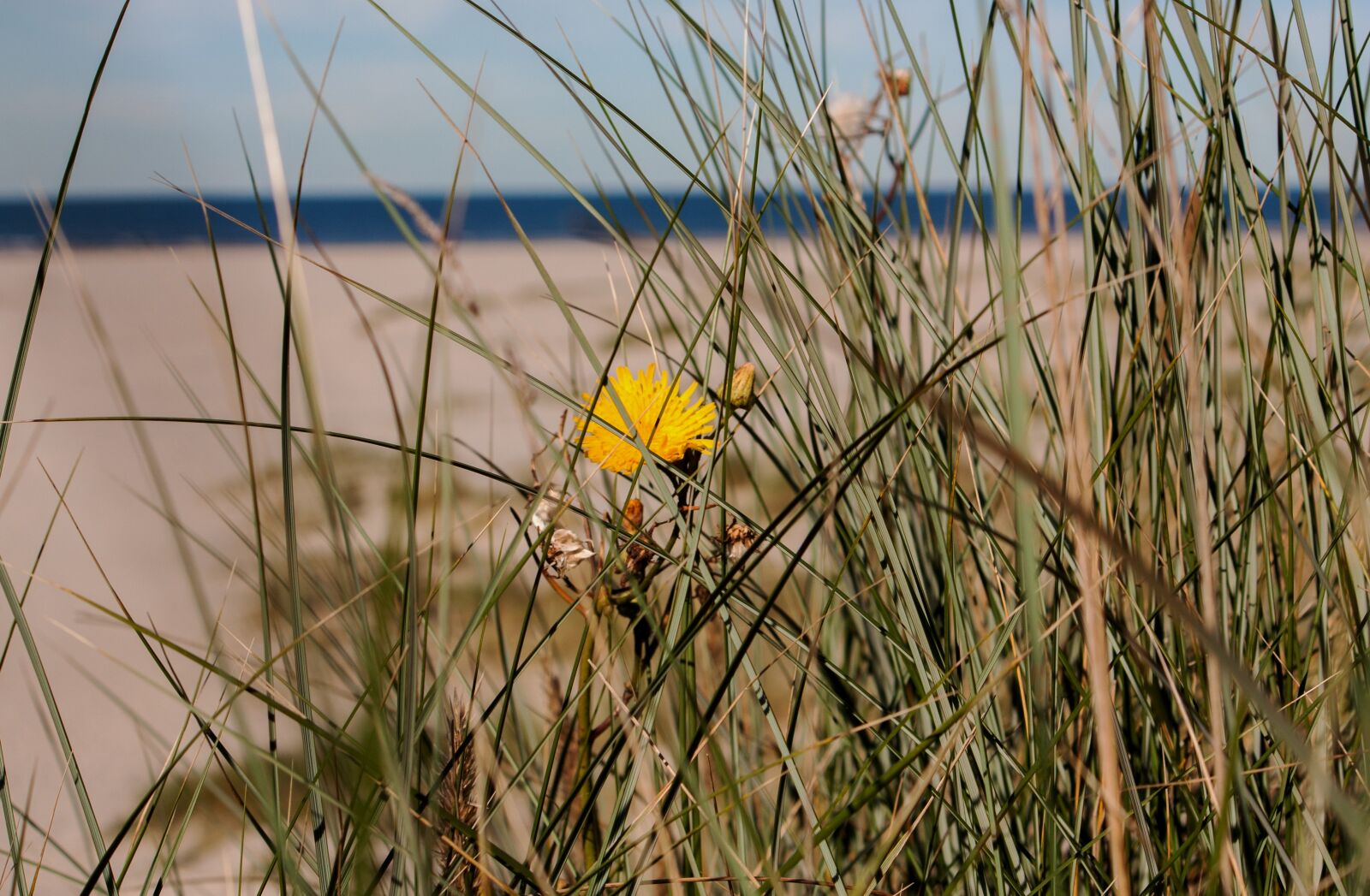 Canon EOS 450D (EOS Rebel XSi / EOS Kiss X2) + Canon EF-S 55-250mm F4-5.6 IS sample photo. Beach, langeoog, north sea photography