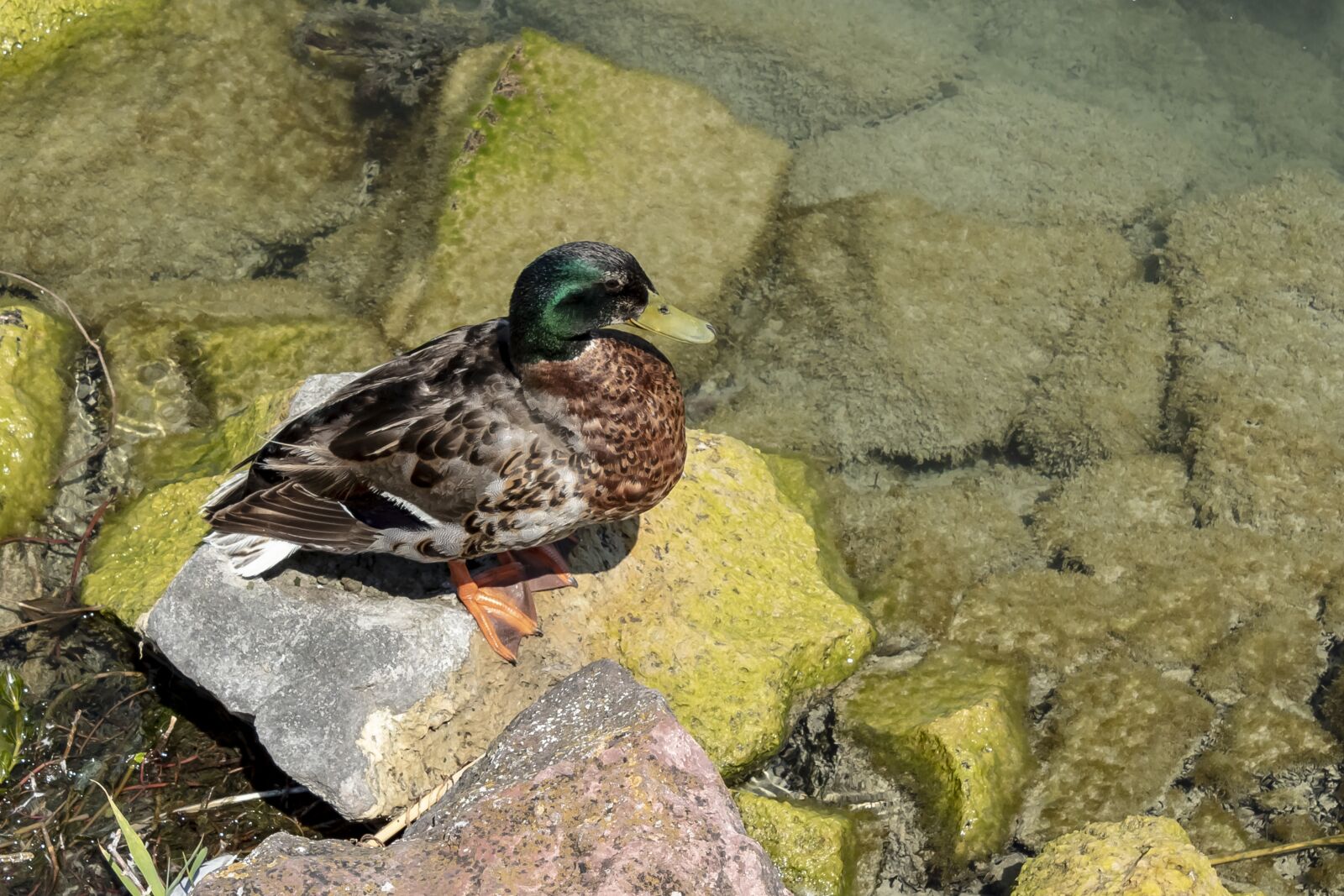Canon EOS 1300D (EOS Rebel T6 / EOS Kiss X80) sample photo. Duck, wild ducks, drake photography