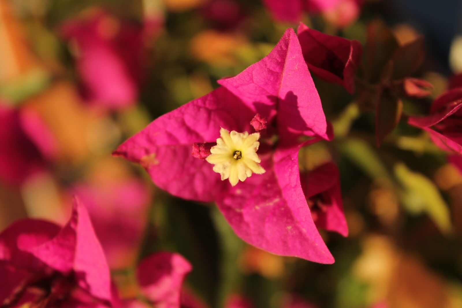Canon EOS 1100D (EOS Rebel T3 / EOS Kiss X50) sample photo. Bougainvillea, flower, nature photography