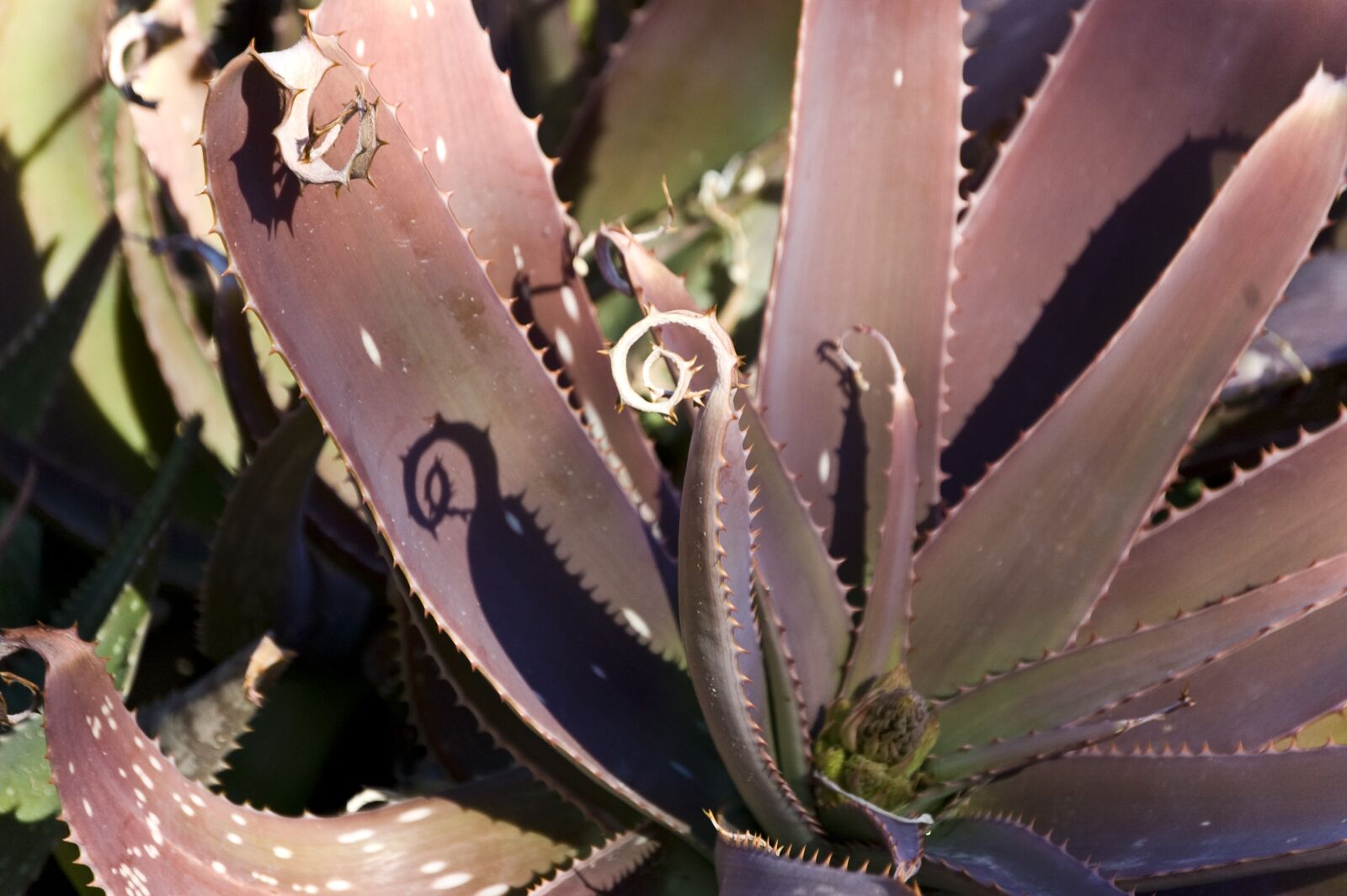 Nikon D40 sample photo. Aloe, shadow, spiral photography