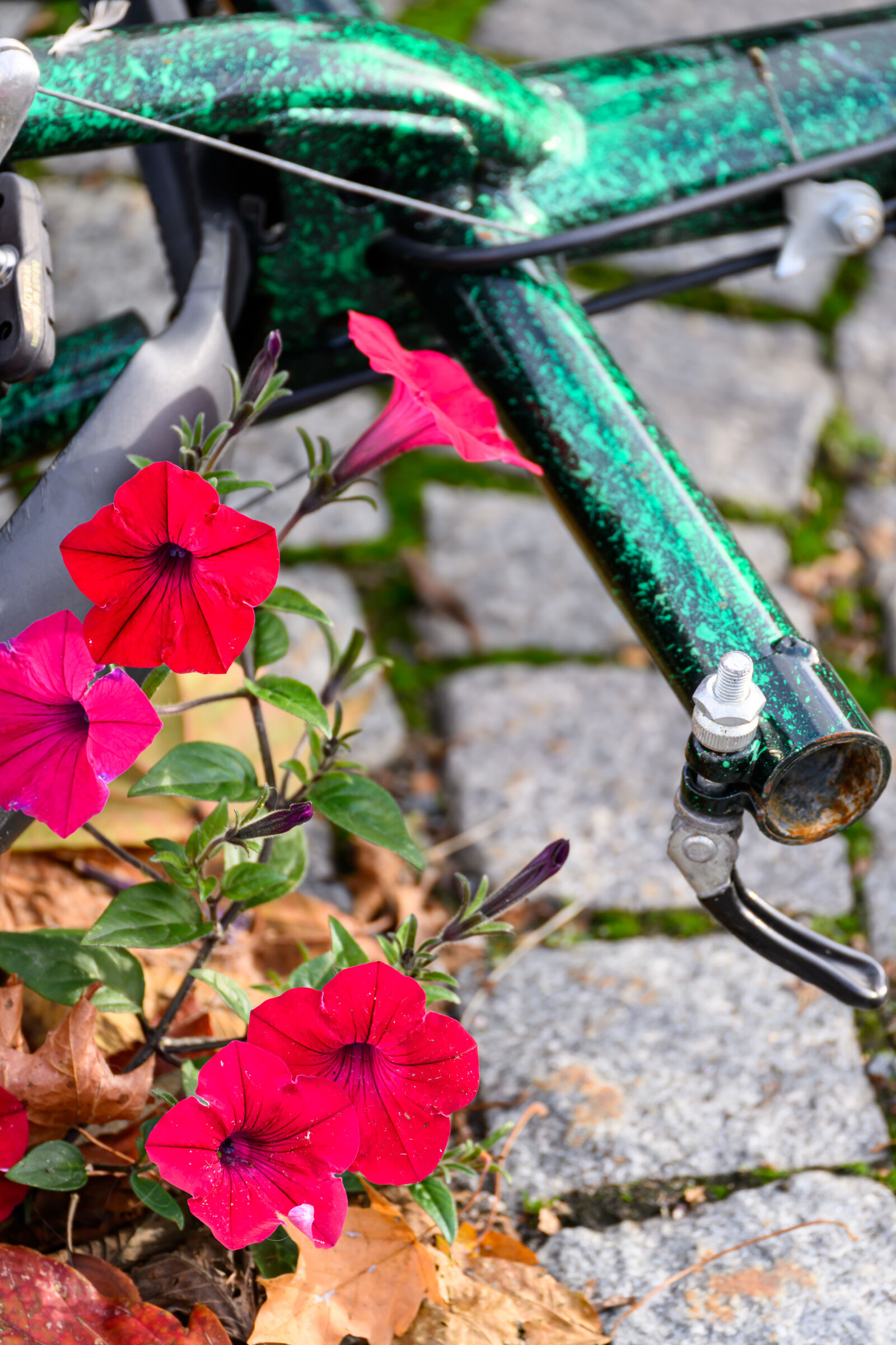TAMRON 70-300mm F/4.5-6.3 Di III RXD A047Z sample photo. Flower bicycle photography