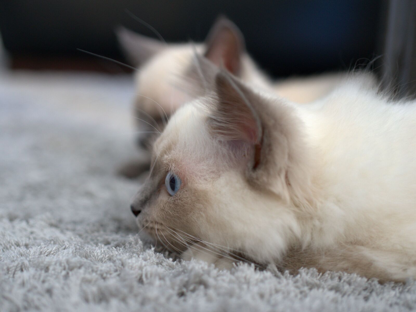 Sony FE 50mm F2.8 Macro sample photo. Cat, siamese cat, siamese photography
