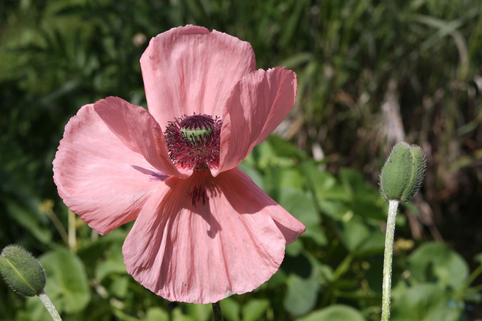 Canon EOS 40D sample photo. Poppy, nature, blossom photography