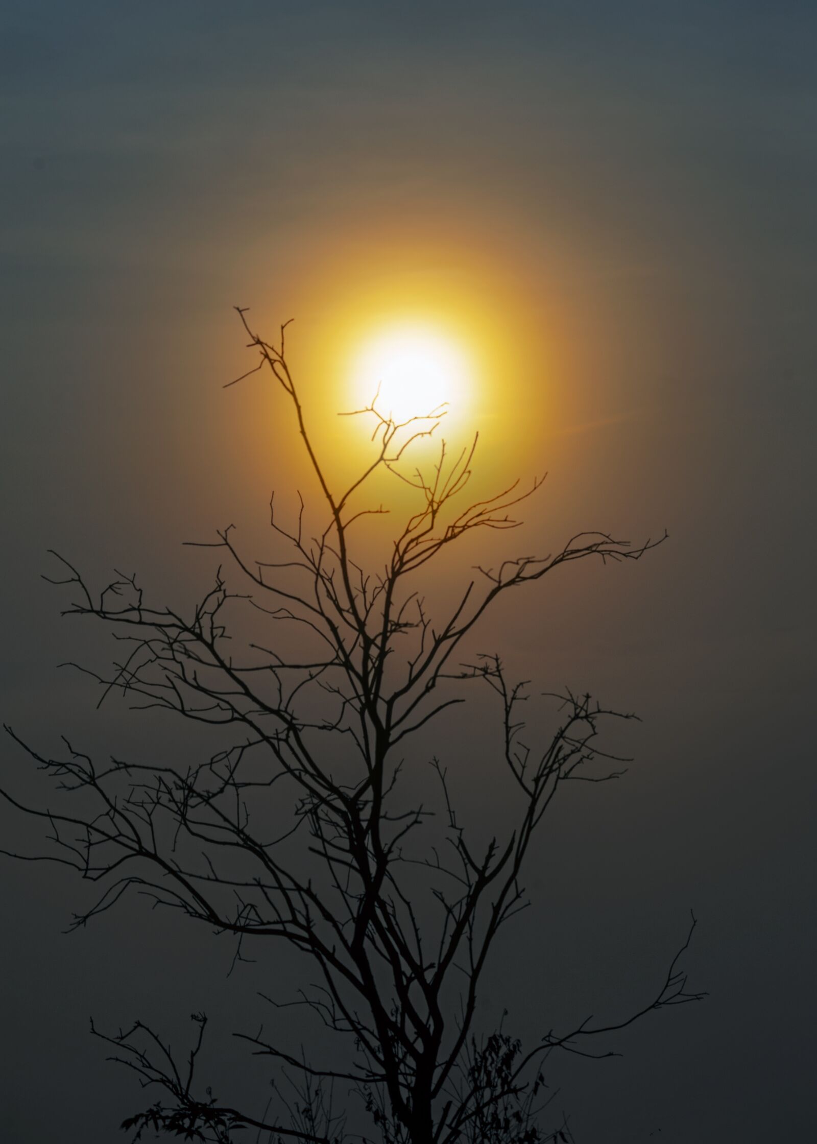 Nikon D700 sample photo. Impressive, twigs, the dry photography