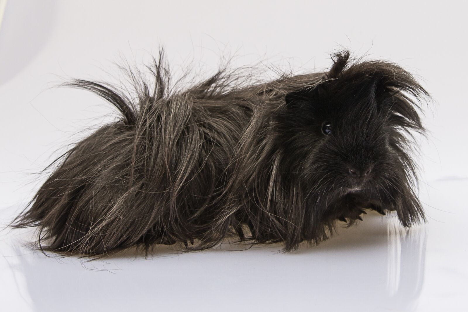 Nikon D800 sample photo. Guinea pig, cavy, black photography