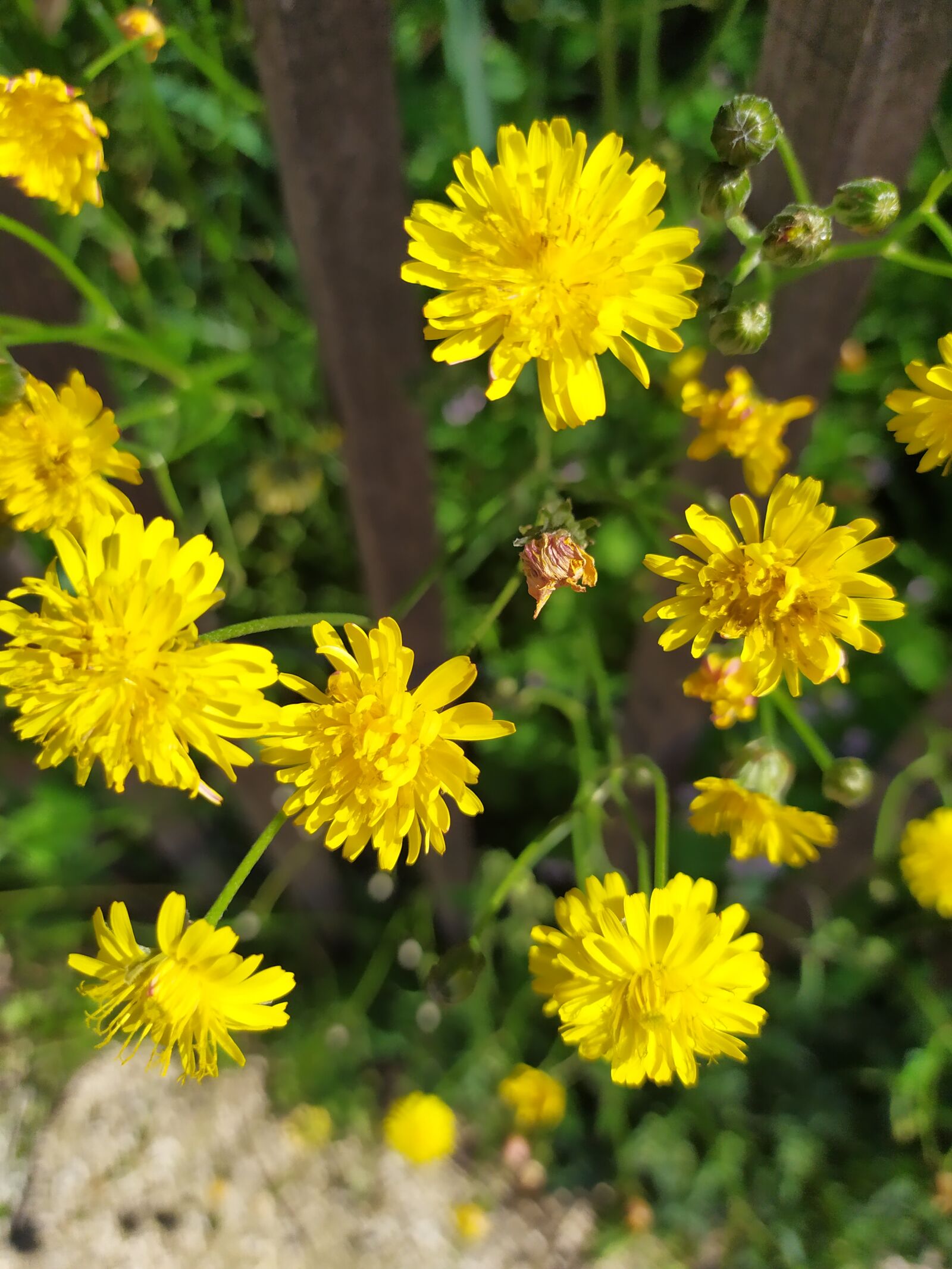 Xiaomi Redmi Note 7 sample photo. Yellow flower, nature, dandelion photography