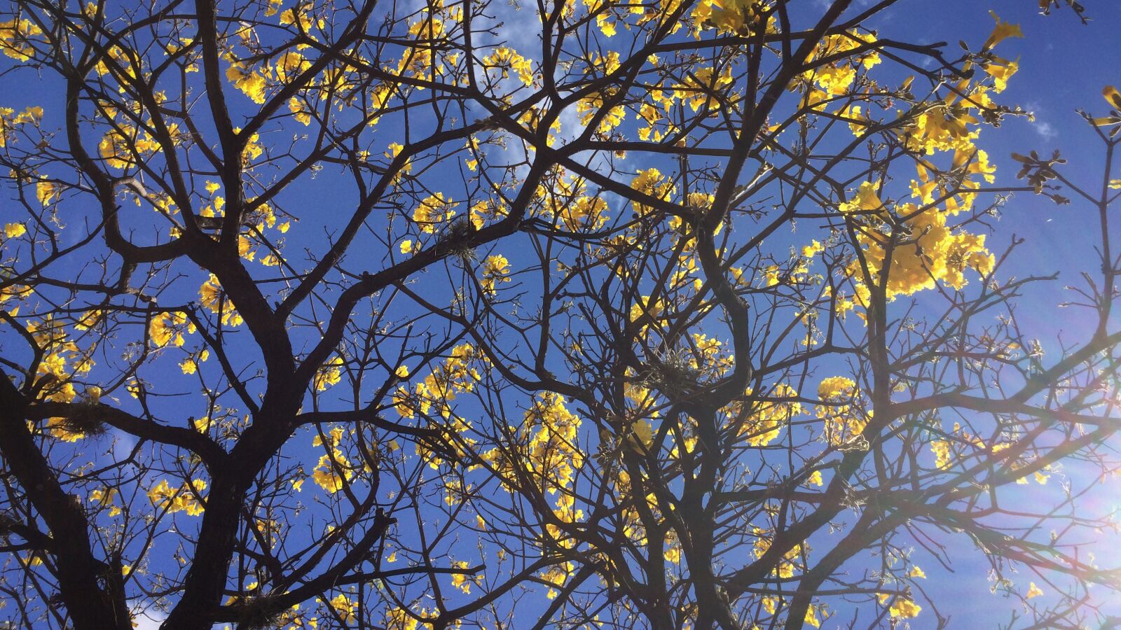 iPhone 5s back camera 4.15mm f/2.2 sample photo. Araguaney, tree, sky photography