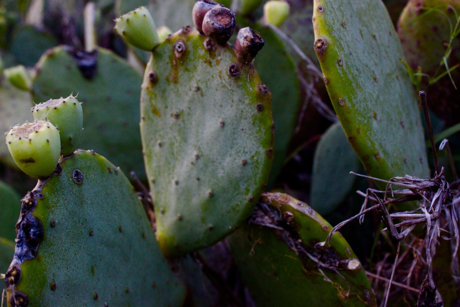 Canon EF-S 18-55mm F3.5-5.6 IS II sample photo. Cacti, cactus, cactus, plant photography