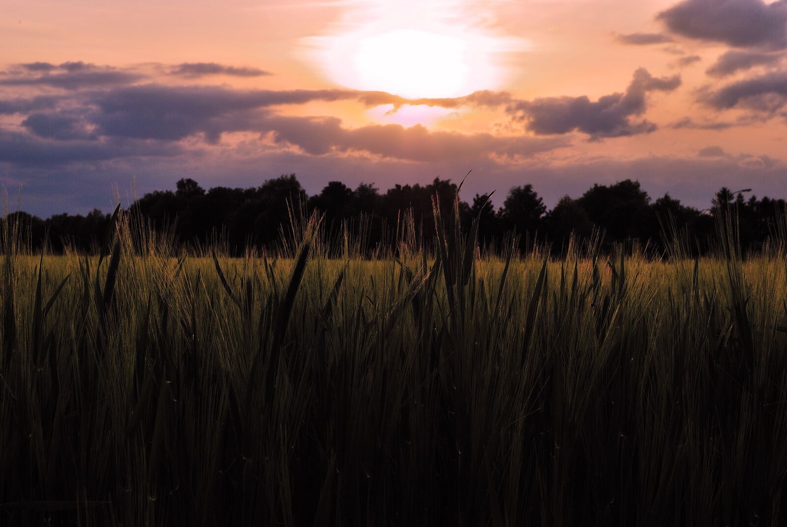 Nikon D80 sample photo. Field, grain, sunset photography