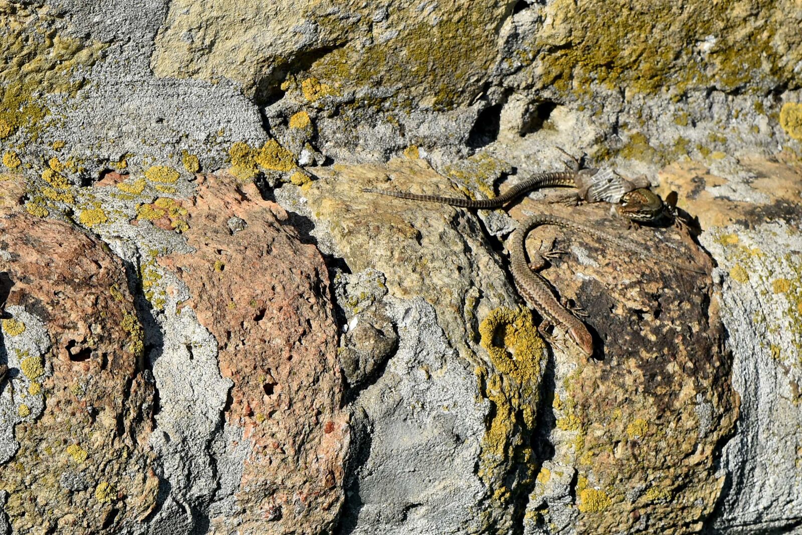 Nikon D5500 sample photo. Texture, stone, rock, rough photography