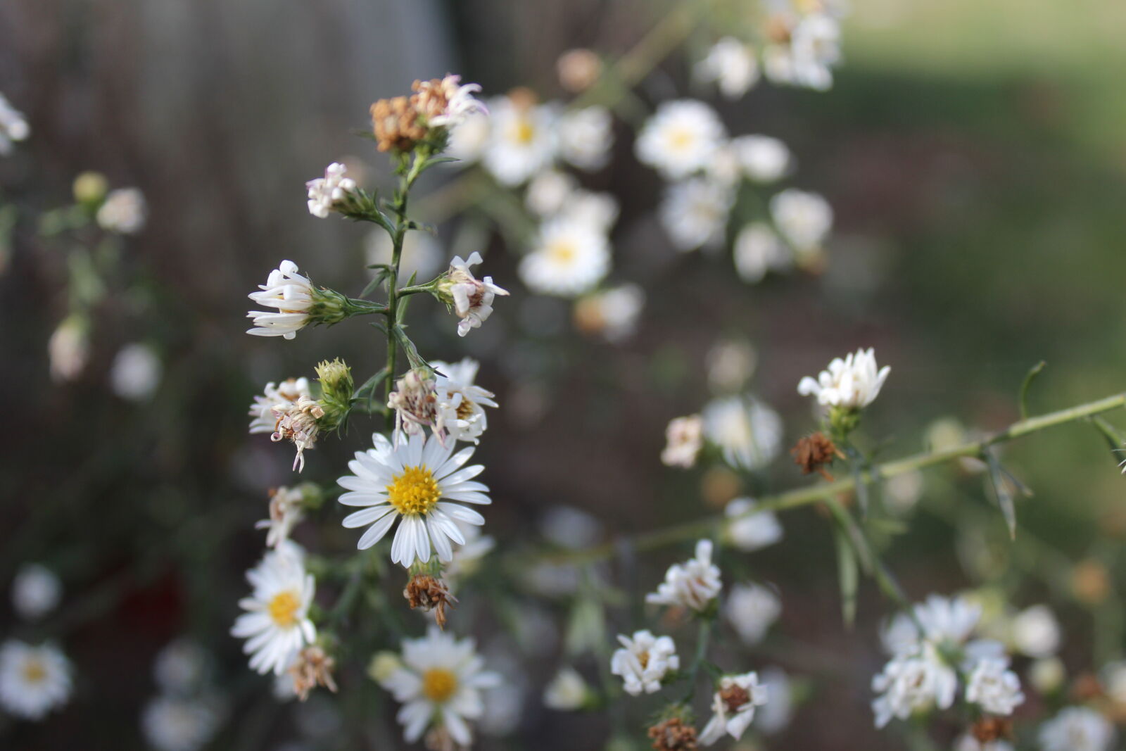 Canon EOS 1200D (EOS Rebel T5 / EOS Kiss X70 / EOS Hi) sample photo. Daisy photography