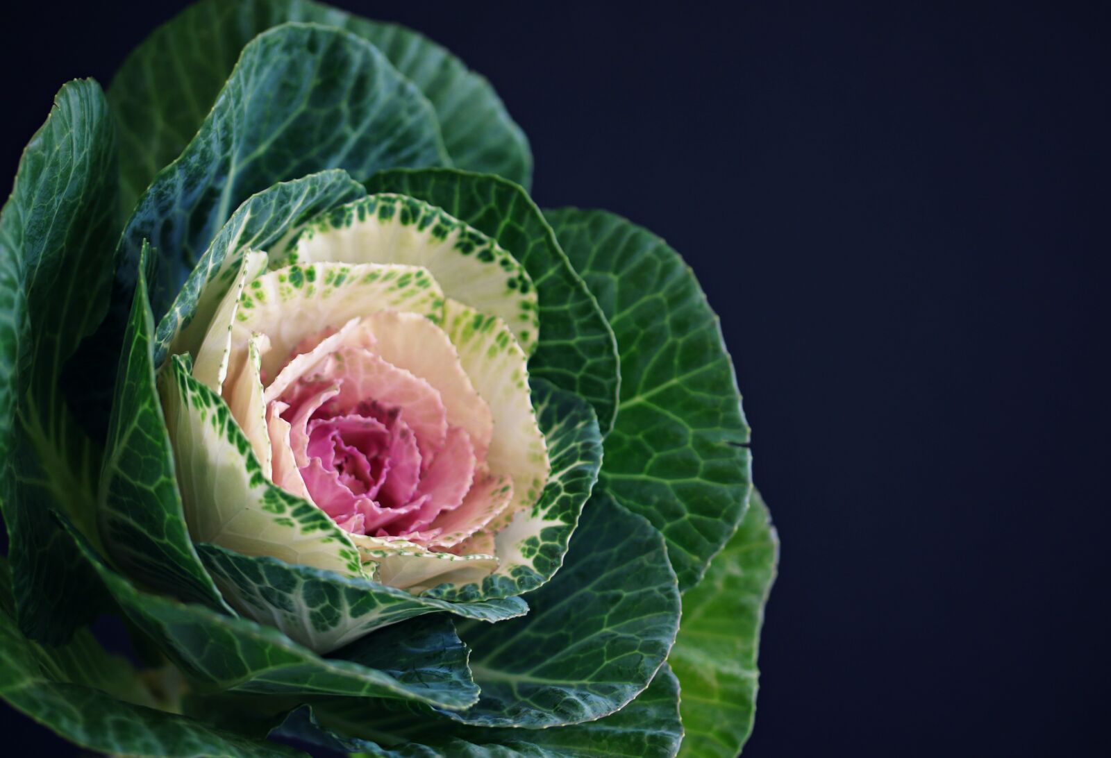 Canon EOS 70D + Canon EF-S 60mm F2.8 Macro USM sample photo. Cabbage rose, flower, blossom photography