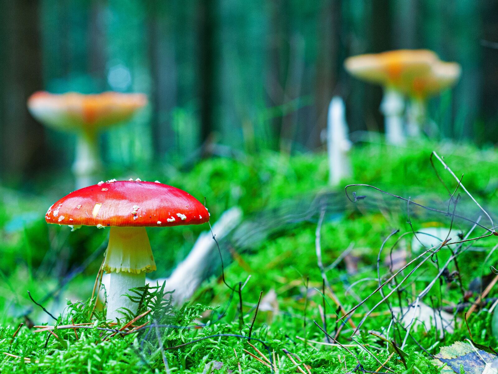 Nikon D300S sample photo. Mushroom, autumn, forest photography