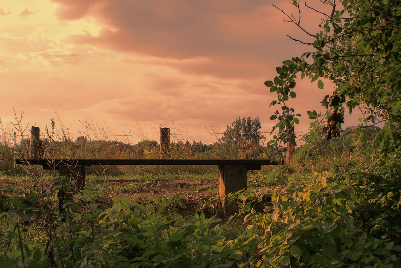 Sony Alpha DSLR-A100 sample photo. Nature, tree, landscape photography