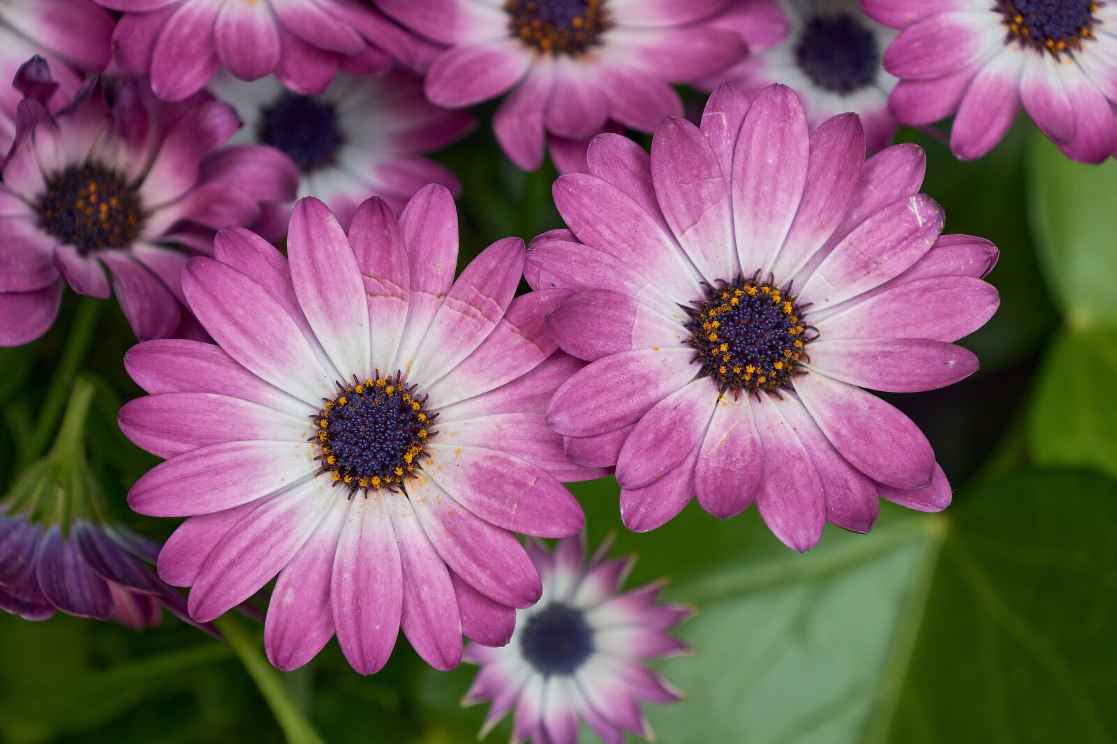 Nikon D7200 sample photo. Daisy, garden, margaritas photography