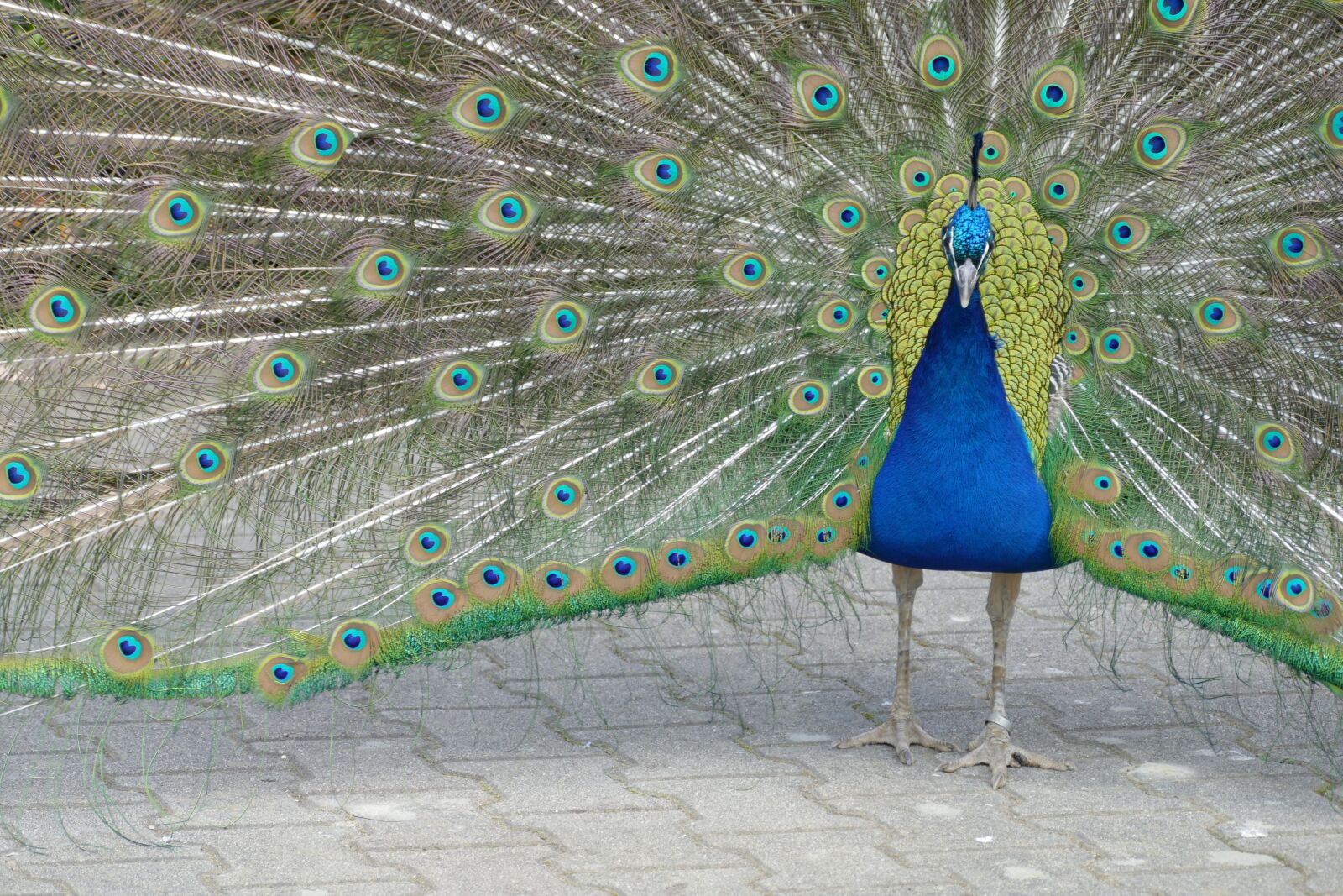 Panasonic Lumix DMC-FZ1000 sample photo. Lovely, bird, love photography