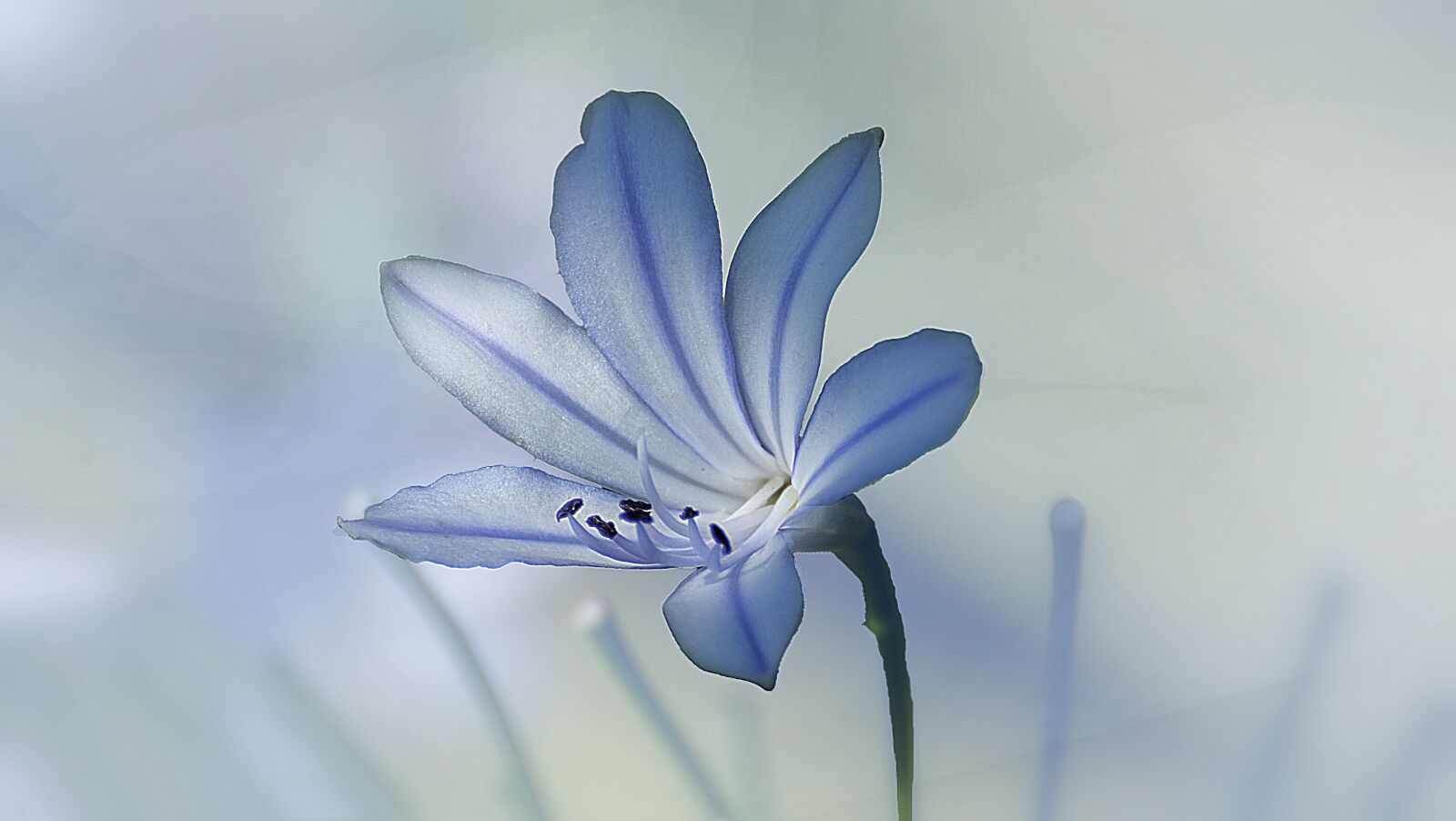 Nikon D7000 sample photo. Nature, flower, flora photography