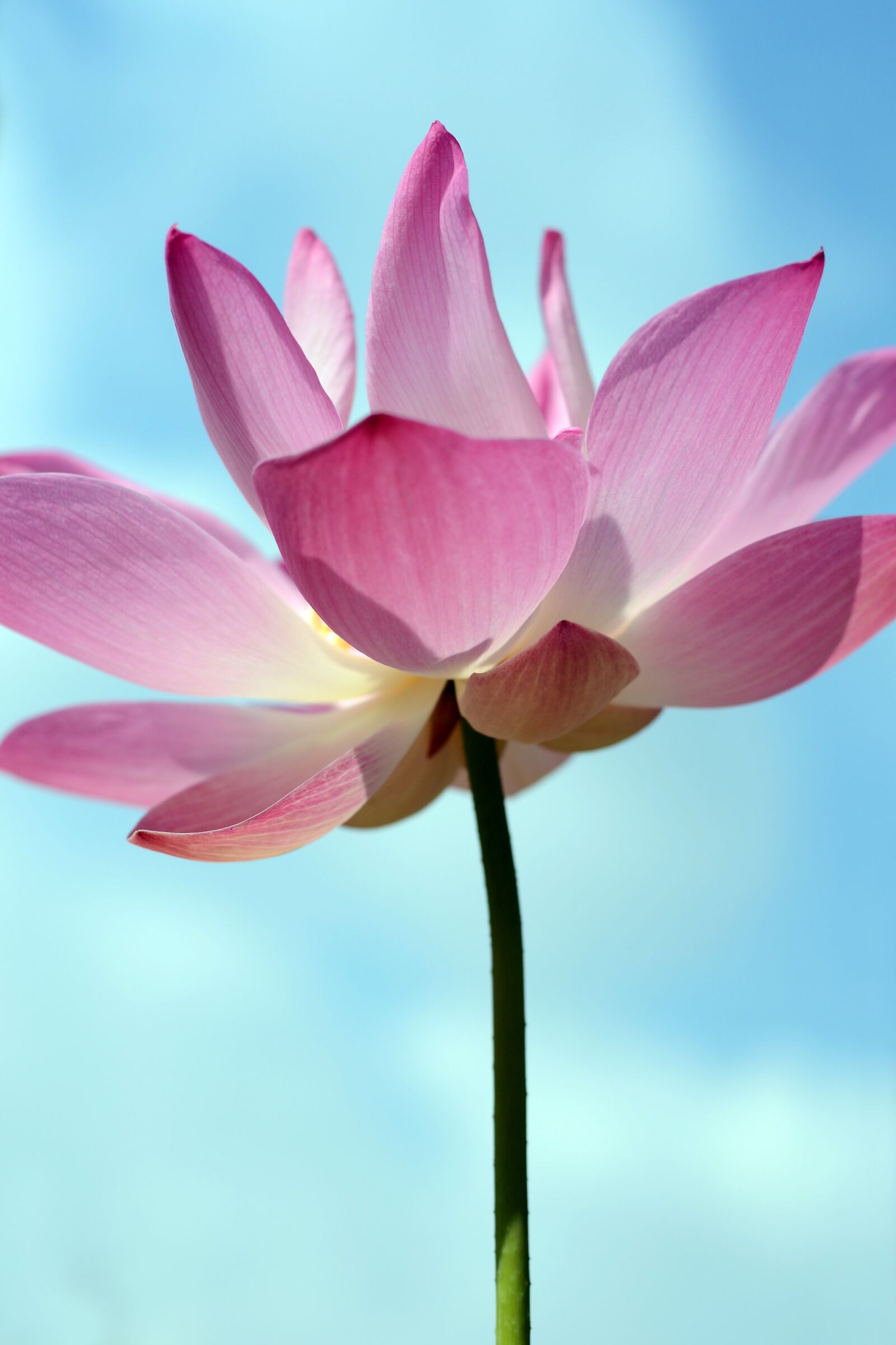 Nikon D3100 sample photo. Flora, flower, nature photography