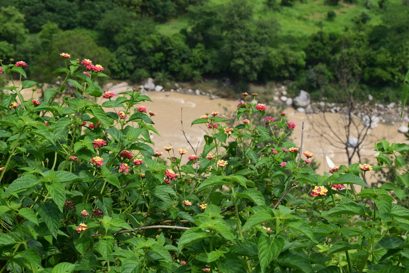 Nikon D3300 sample photo. Flowers, wild, nature photography