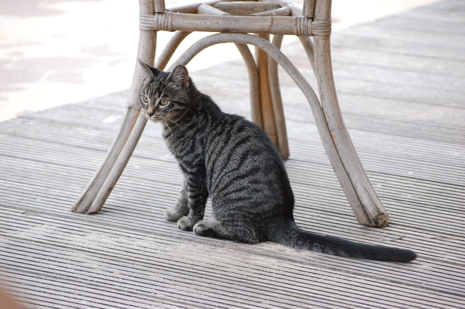 Nikon D40 sample photo. Animals, cat, pet photography