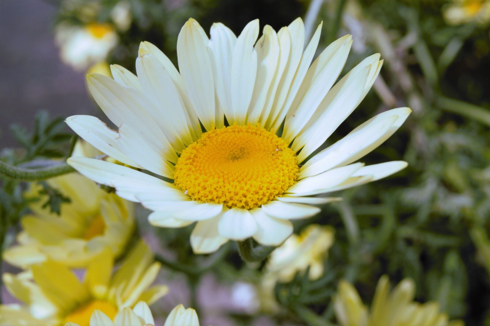 Nikon D3300 sample photo. Flower, petals, bloom photography