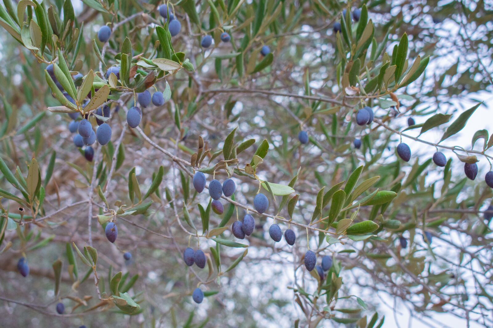Nikon D7200 sample photo. Olives, tree, branch photography