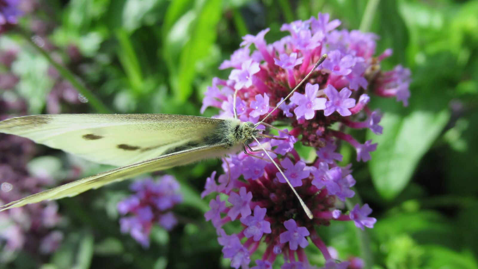 Canon PowerShot SX620 HS sample photo. Flower, butterfly, garden photography