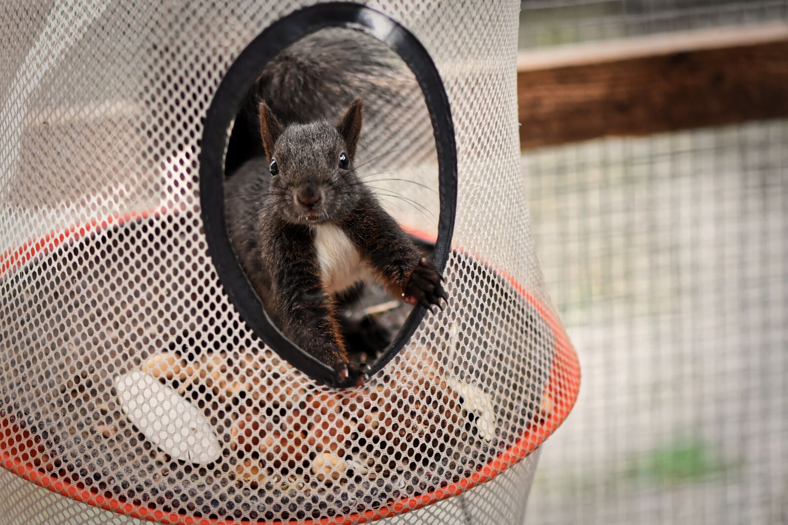 Nikon D7200 sample photo. Squirrel, young animal, small photography