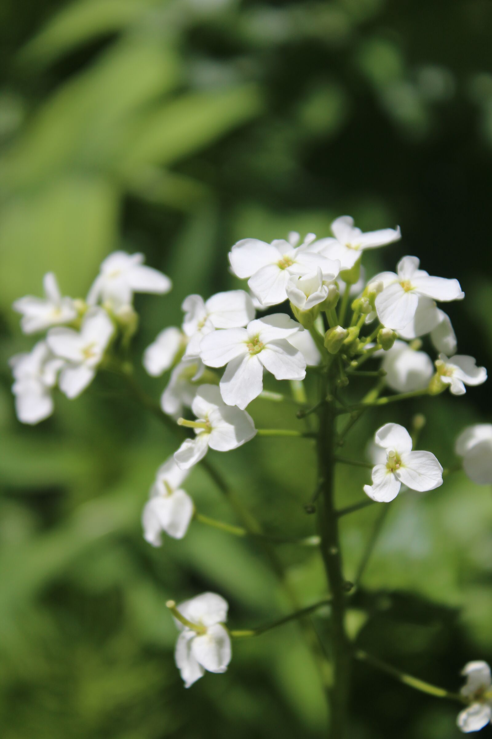 Canon EOS 1200D (EOS Rebel T5 / EOS Kiss X70 / EOS Hi) sample photo. Flowers, white flowers, plant photography