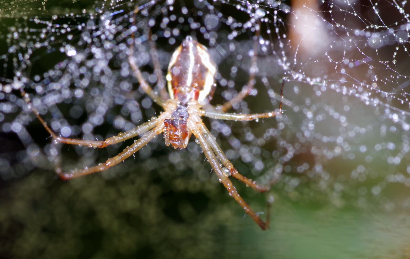Pentax K-S2 sample photo. Spider, cobweb, rosa photography