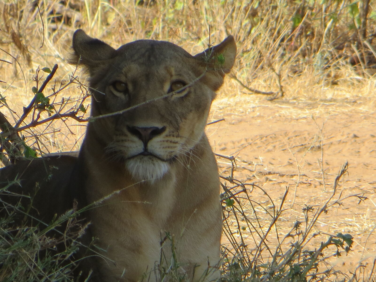 Canon PowerShot SX260 HS sample photo. Africa, kenya, lion, lioness photography