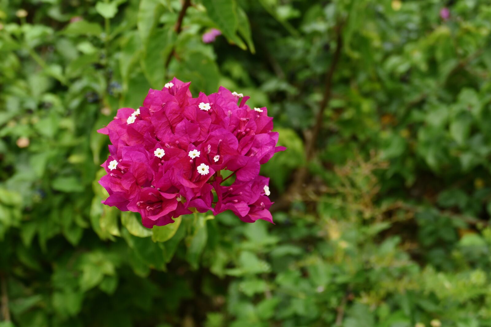 Panasonic Lumix DMC-FZ1000 sample photo. Flower, nature, blossom photography
