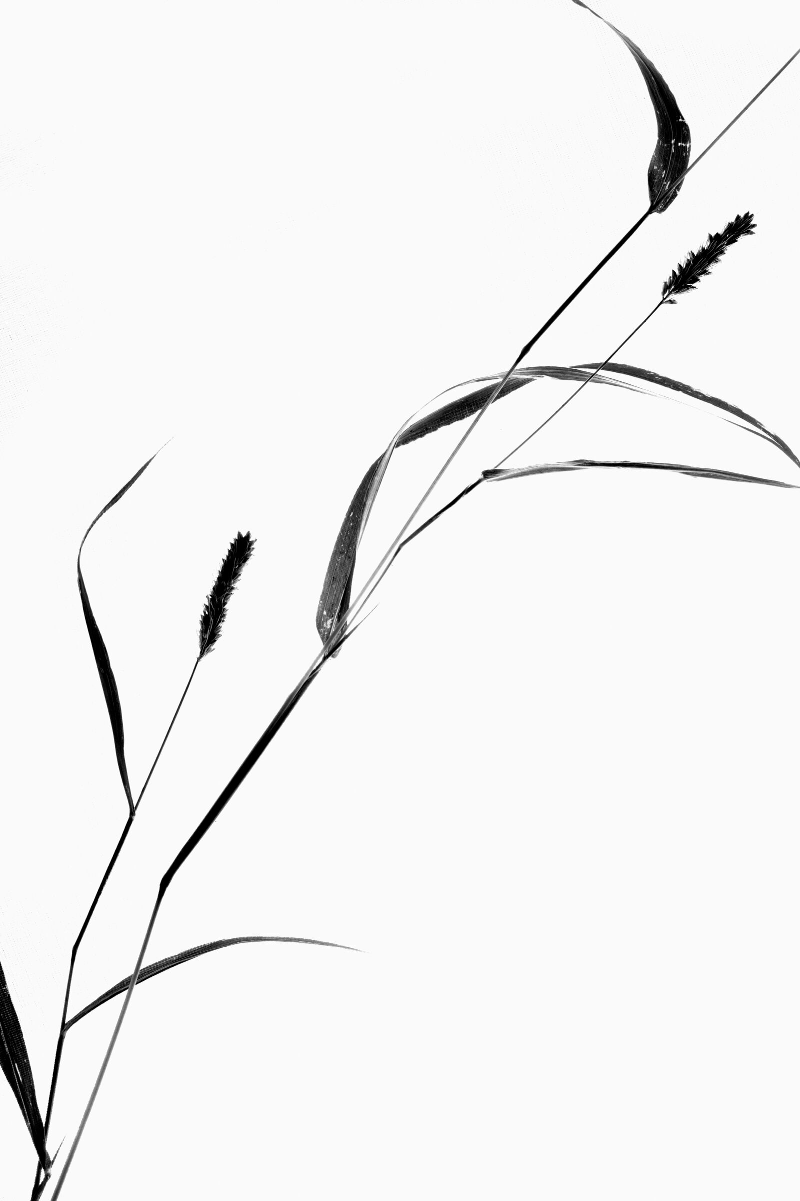 Canon EF-S 60mm F2.8 Macro USM sample photo. Plant, still life, grass photography
