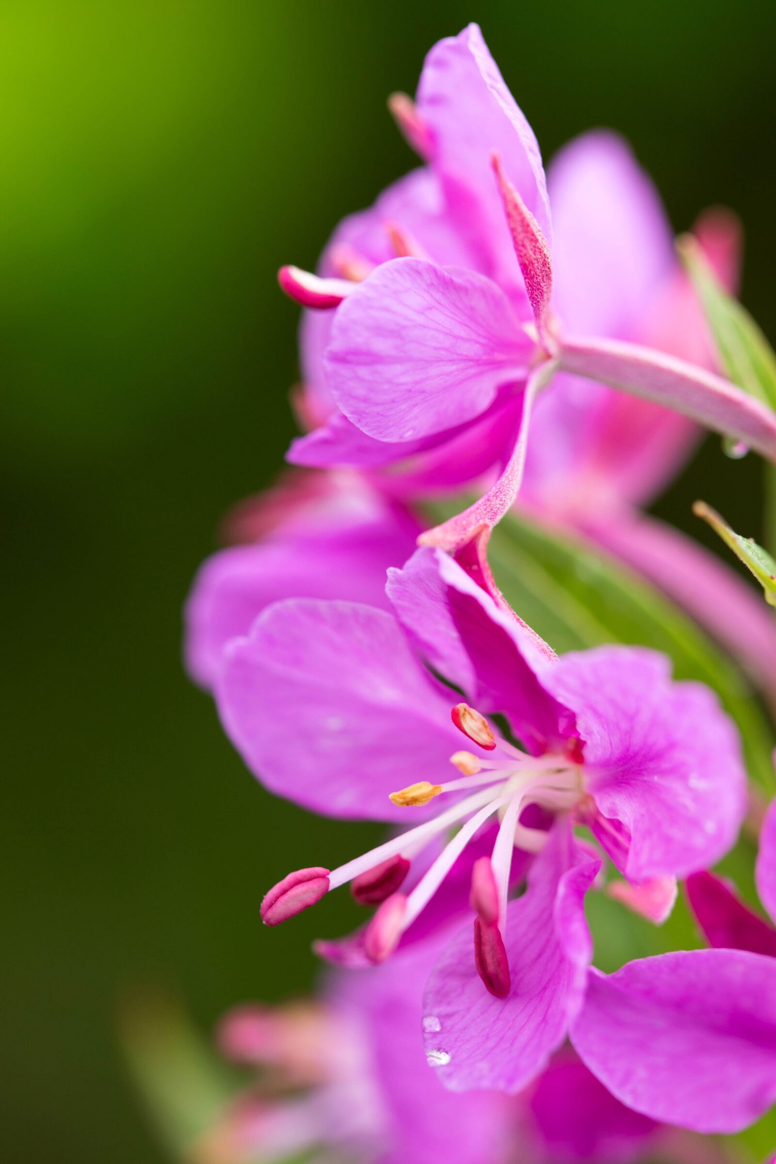 Canon EOS 6D sample photo. Colorful, pink, fireweed, plant photography